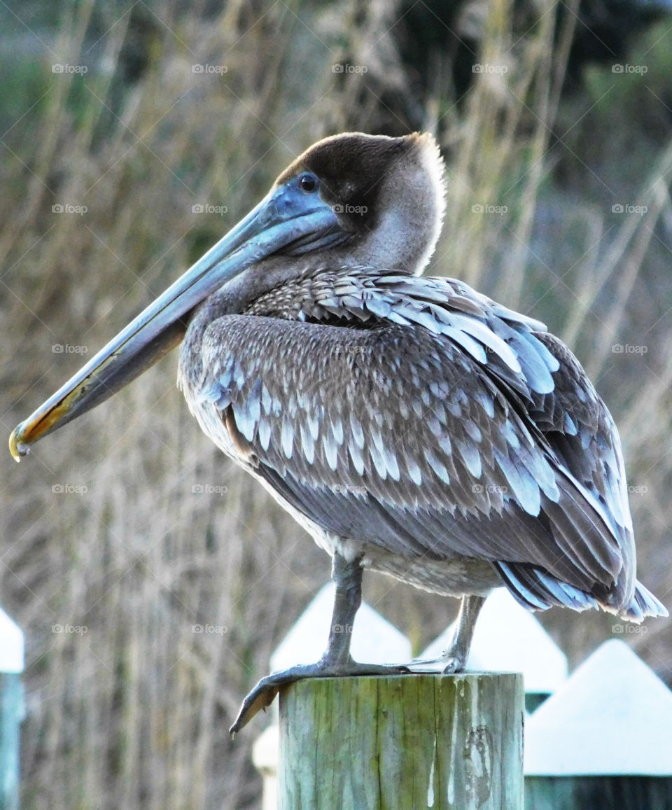 The Pelican Perch!
A Pelican is perched on a post waiting for fisherman to toss them a fish!
