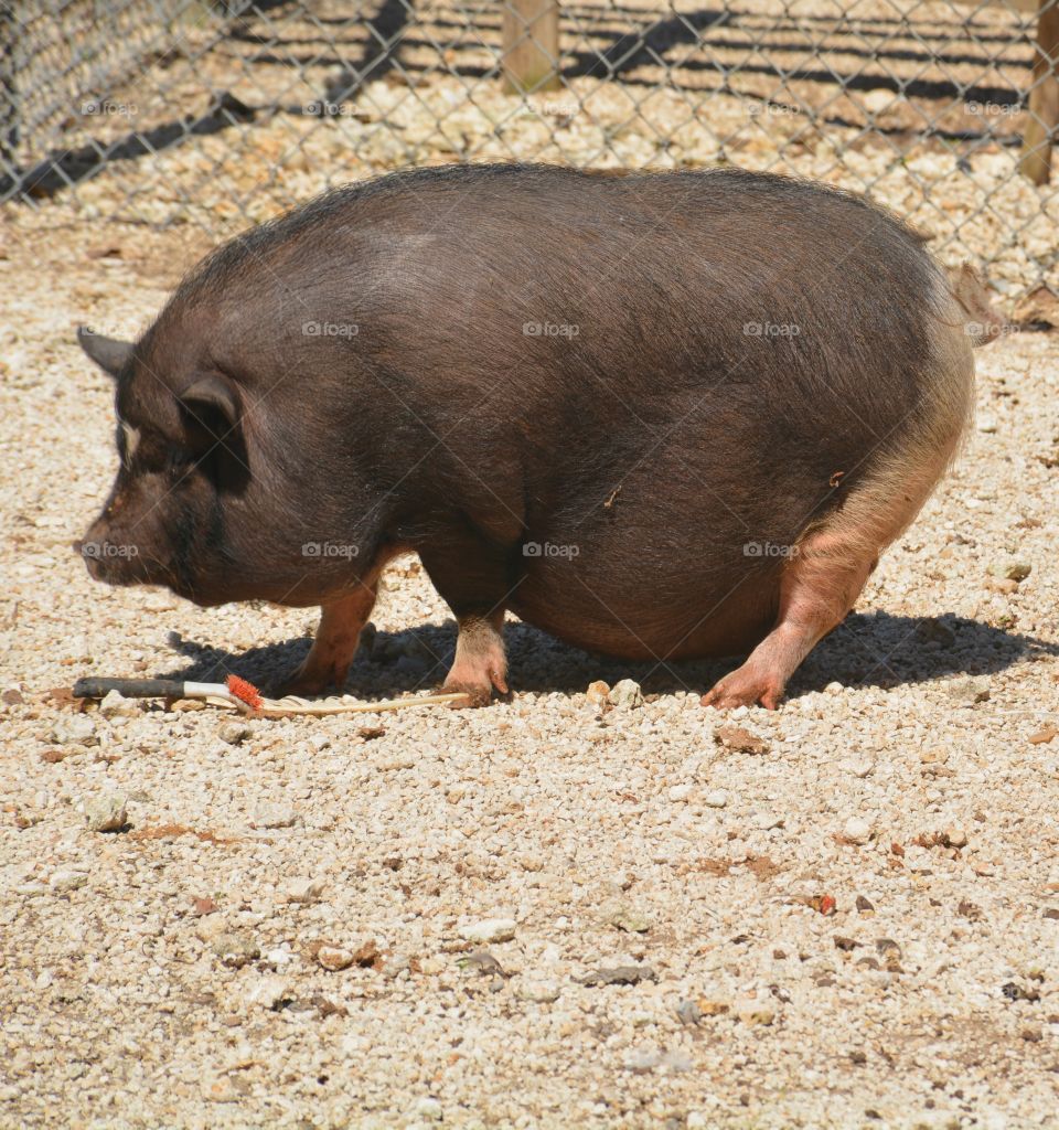 Pot Bellied Pig - 
Fun animals and pets - Two of the most popular pets are dogs and cats. Others include farm animals and rescued animals