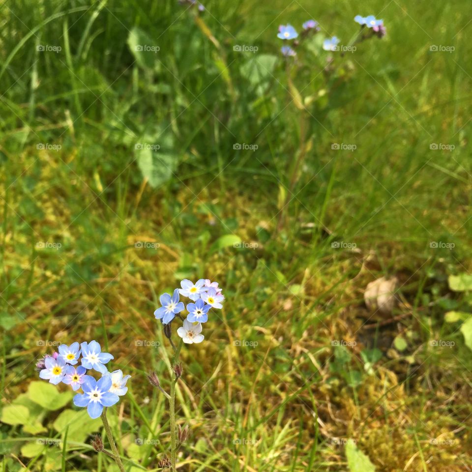 Close up of forget me nots against the grass