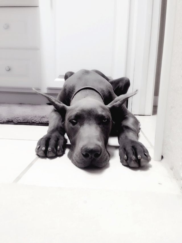 dog