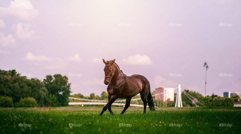 Horse in Slavonija Donji Miholjac