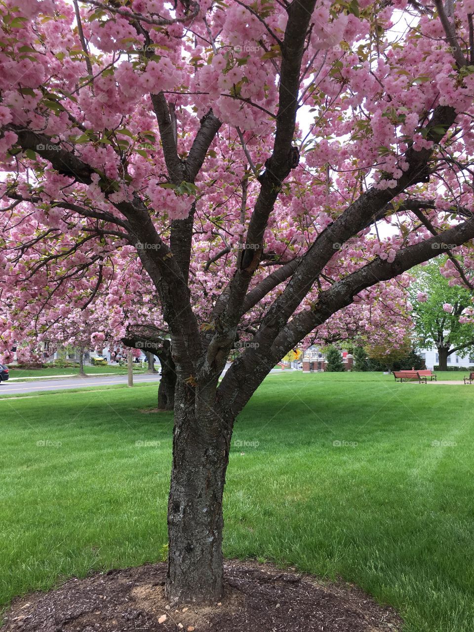 Japanese ornamental cherry 