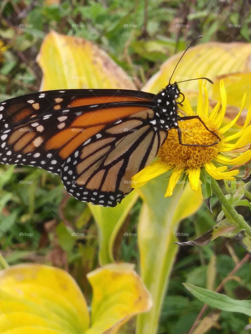 Monarch on a flower