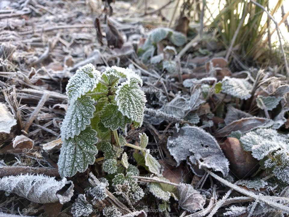 Details of a frosty plant in Victoria Park