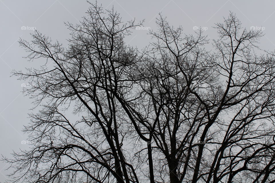 Black and white autumn tree silhouettes on a gray sky in November