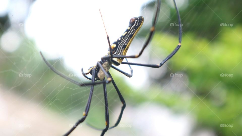 The Nephila pilipes spider is one of the largest types of spiders and is known in Indonesia under the names weaver spider, golden ball weaver spider, golden ball web spider