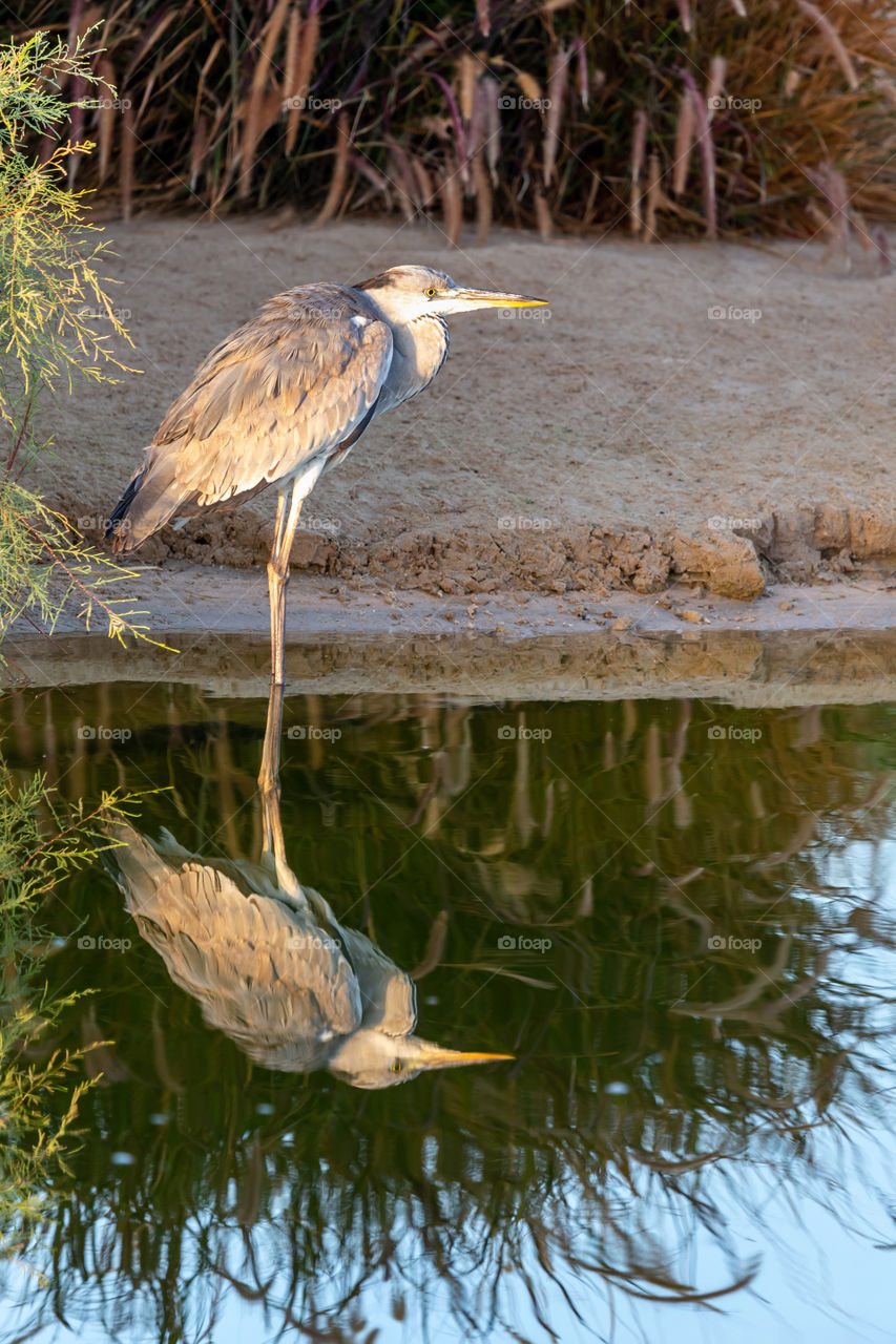 Grey heron at the lake