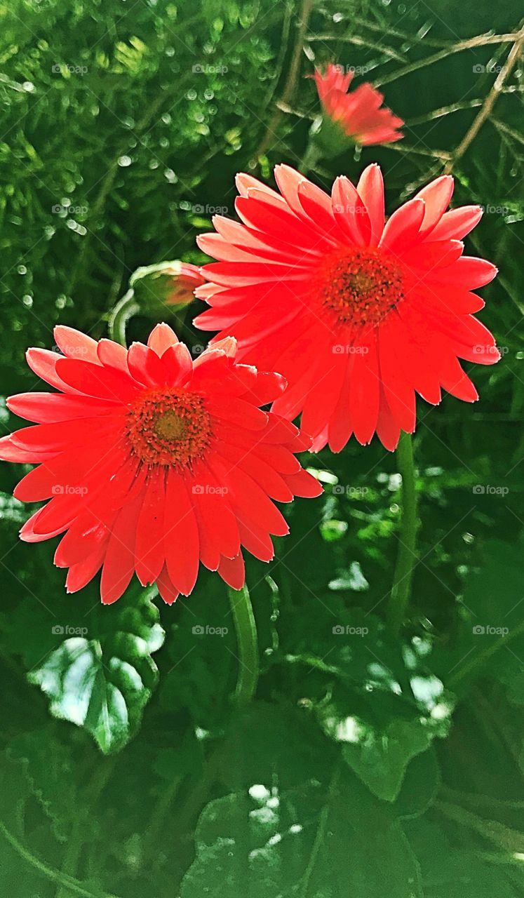 Red flowers two 
