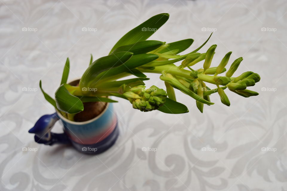 HOUSE PLANTS IN POTS