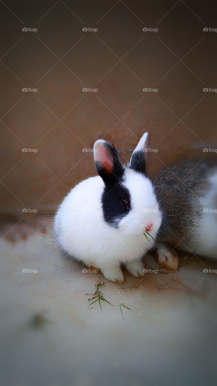 In this photo I captured a beautiful and cutest baby rabbit eating some grass, baby bunny