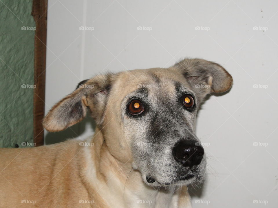 Dog, Mammal, Canine, Pet, Portrait