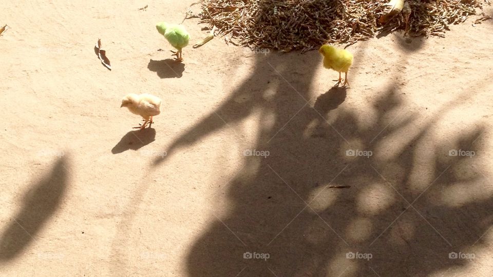 There are 4 birds which is available in 4 different colours but this 4 bird's mother is only 1 .This image in 4 hens and some shadow will available.This 4 bird in one female and 3 mail . They are brothers and sisters . They are traveling in villages