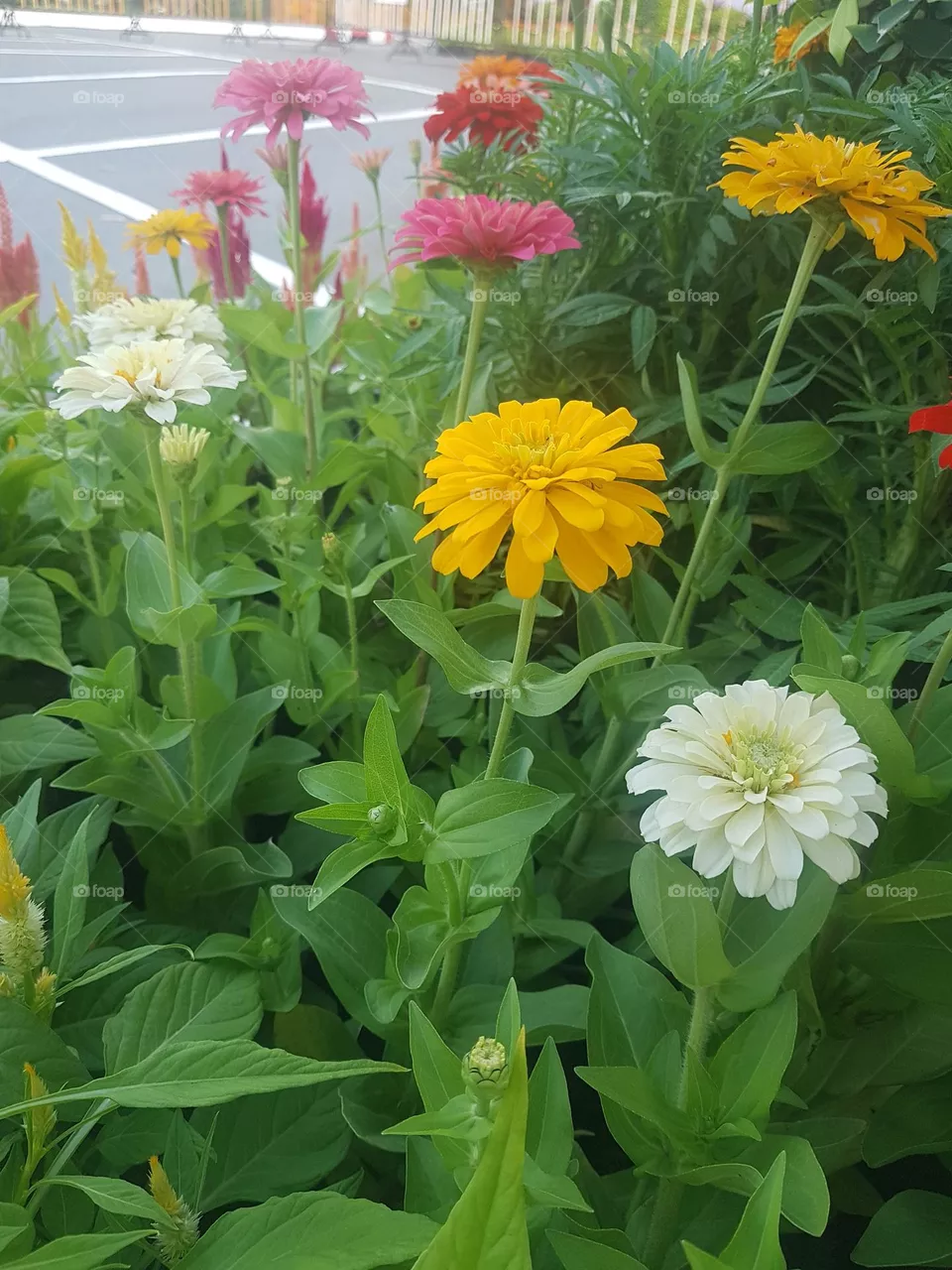 Zinnia  View