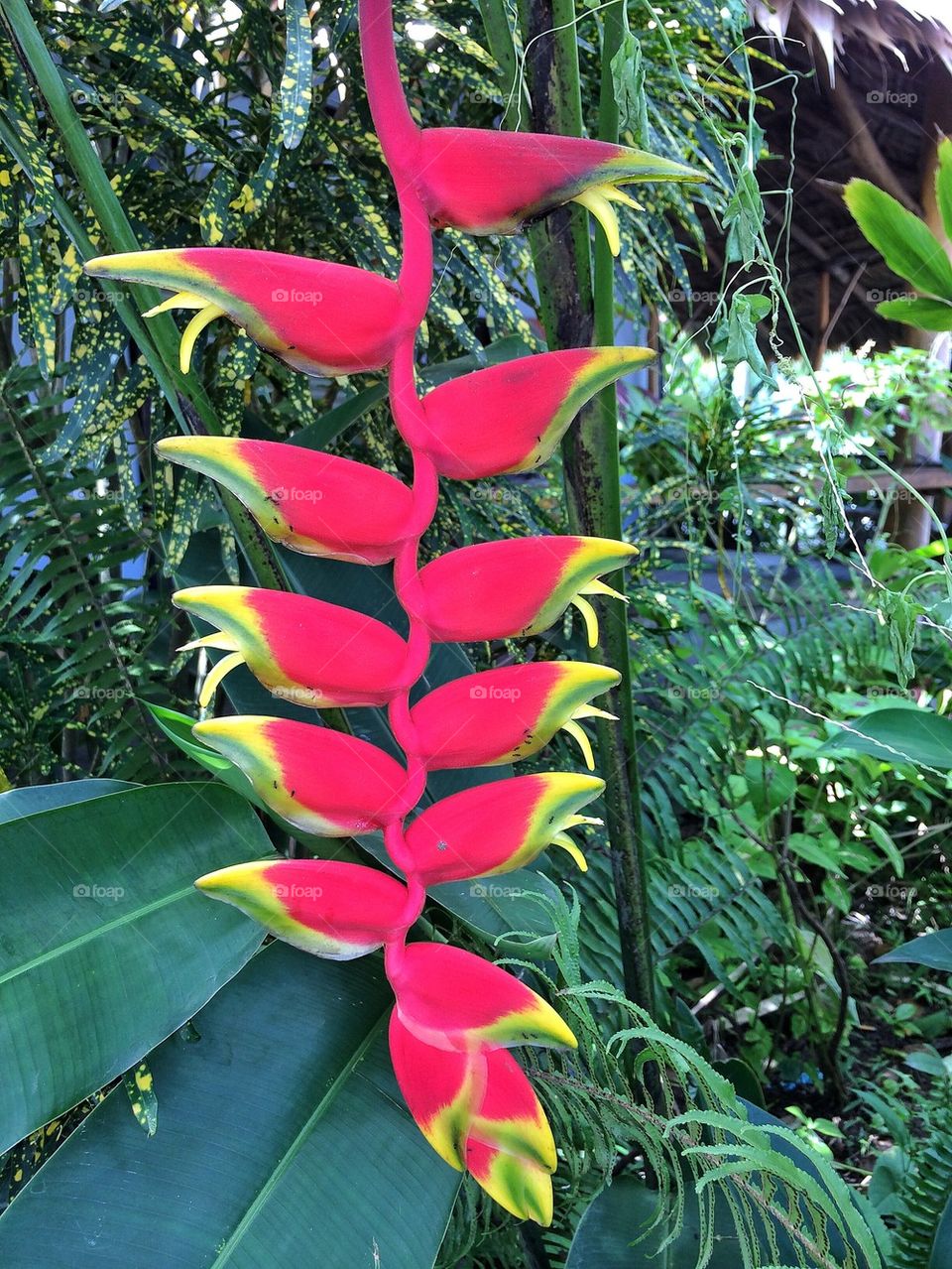 Bird of Paradise flower