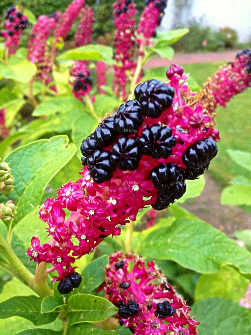 garden flower black summer by maryyy