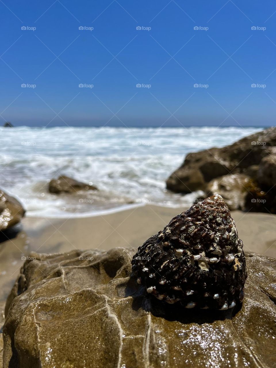 Shell sitting on a rock at Little Corona del Mar Beach
