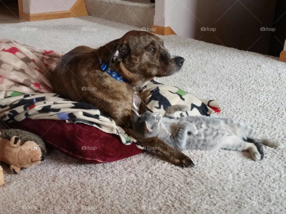 Dog and Cat getting along