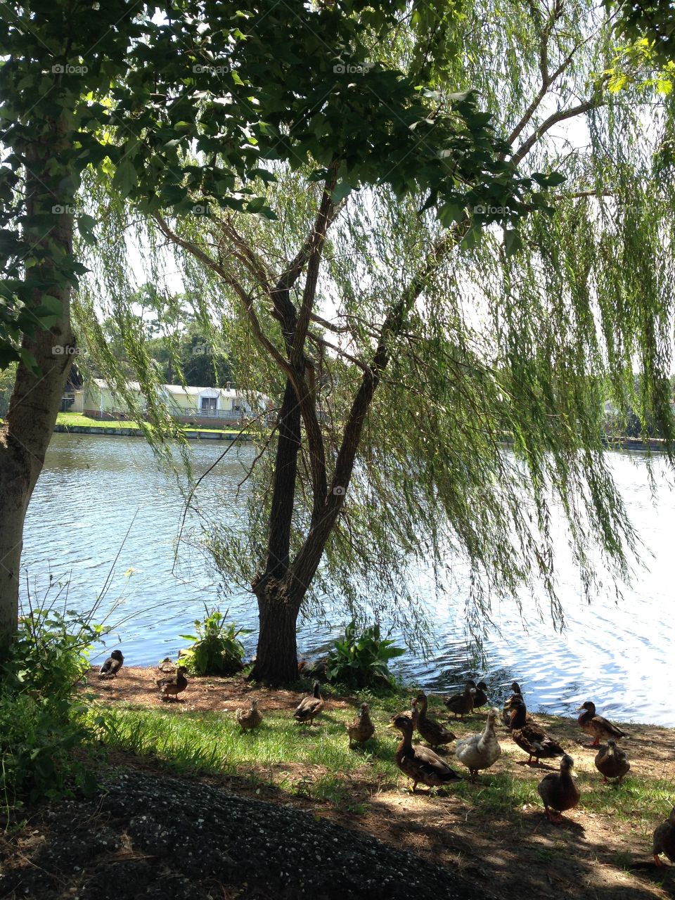 Ducks near a tree 