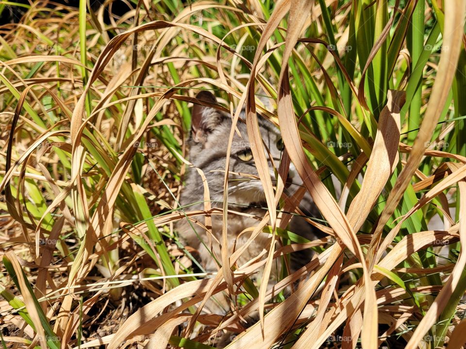 Cat Playing in Tall Grass like a Lioness