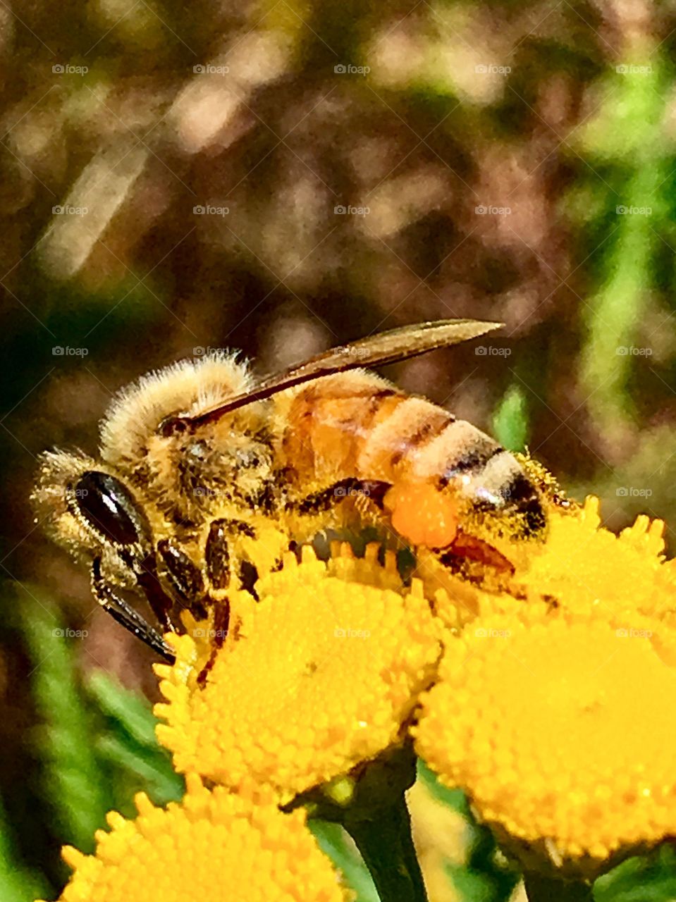 Honey Bee in Profile 