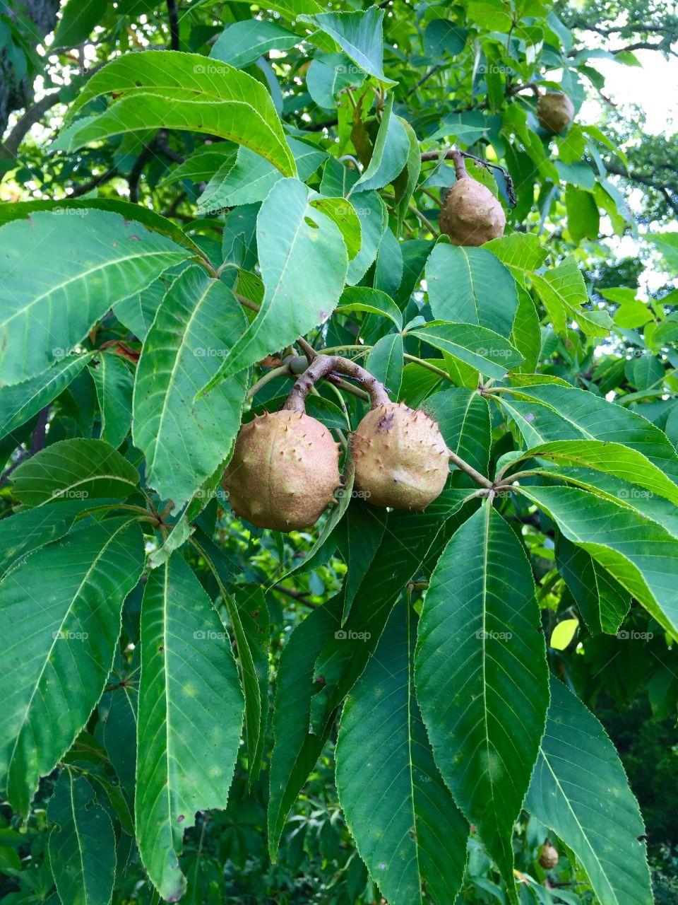 Buckeye tree