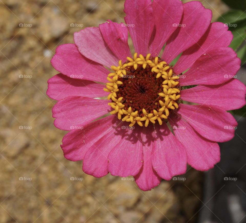 Colorful closeup of pink flower with yellow pollen and rocky blurred background