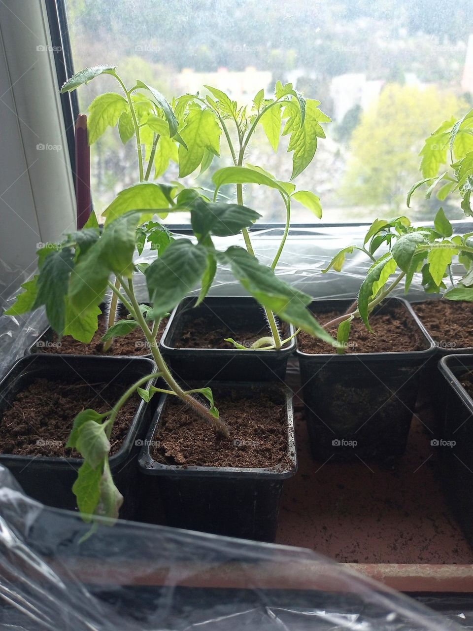 Plant plants to celebrite a earth day