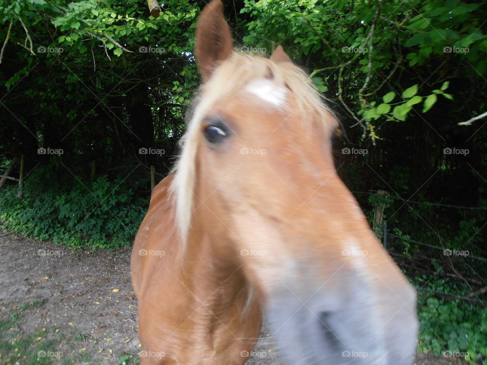 Brown Horse Up Close