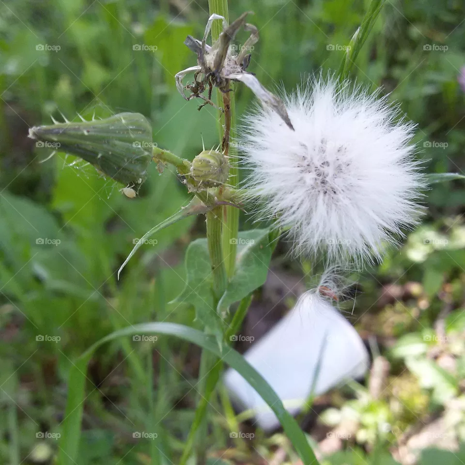 flower