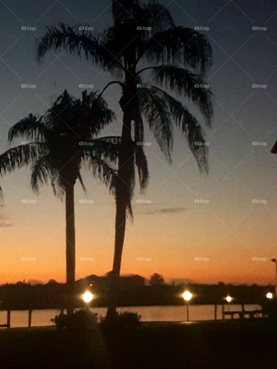 Florida palm trees at sunset