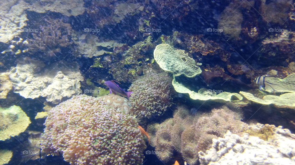 Fish at a reef