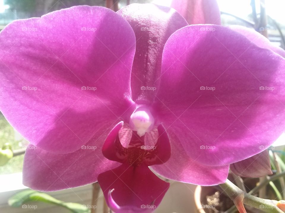 close-up orchid 