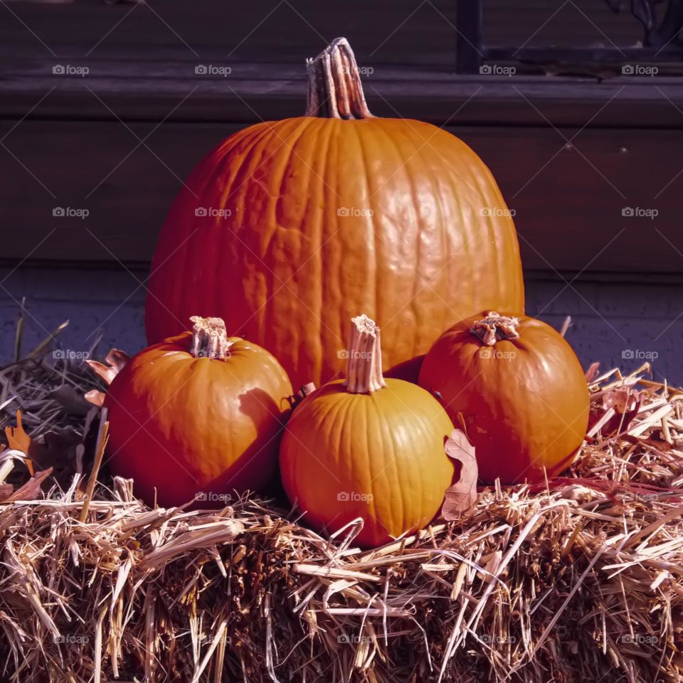A fall display of pumpkins on a bed of hay. 