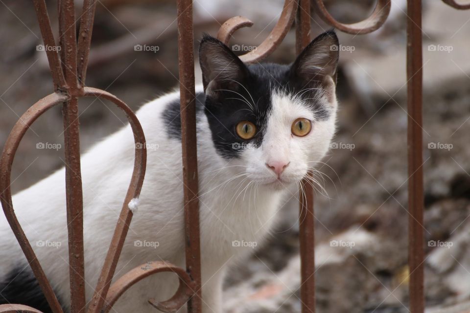 A fluffy Indian cat staring me