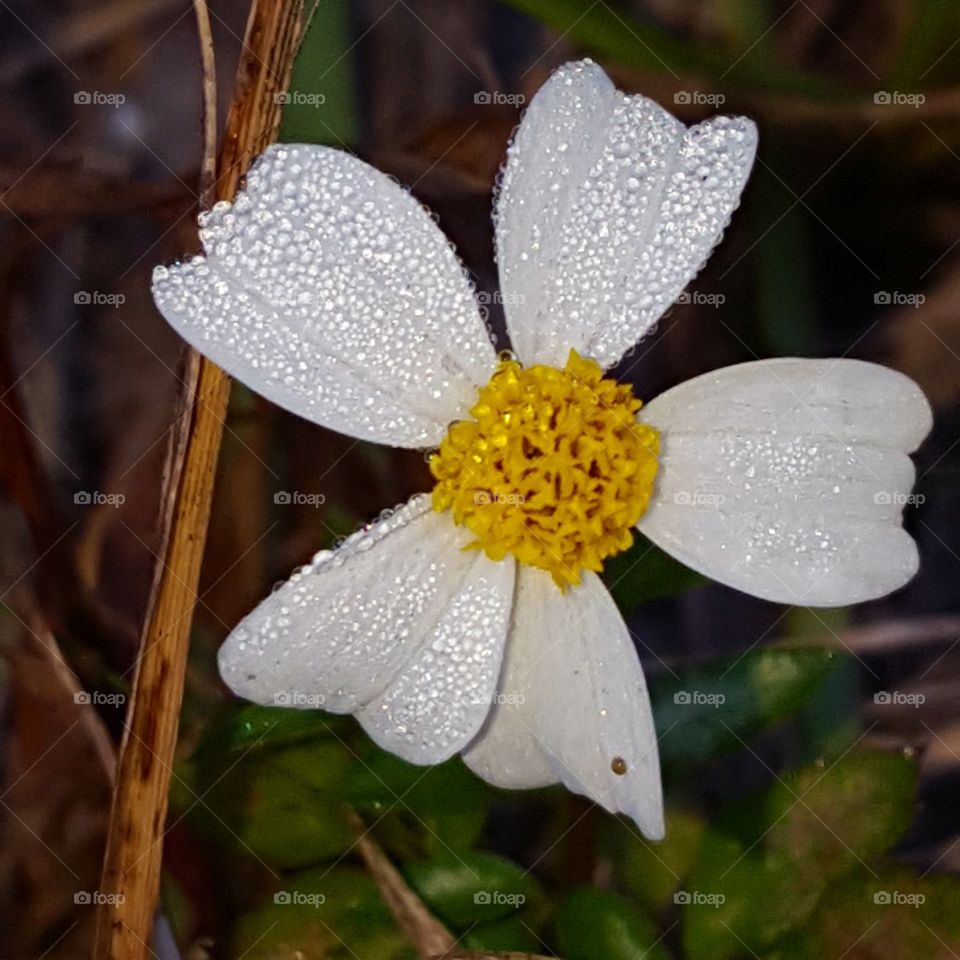 Nature, Flower, Flora, No Person, Leaf