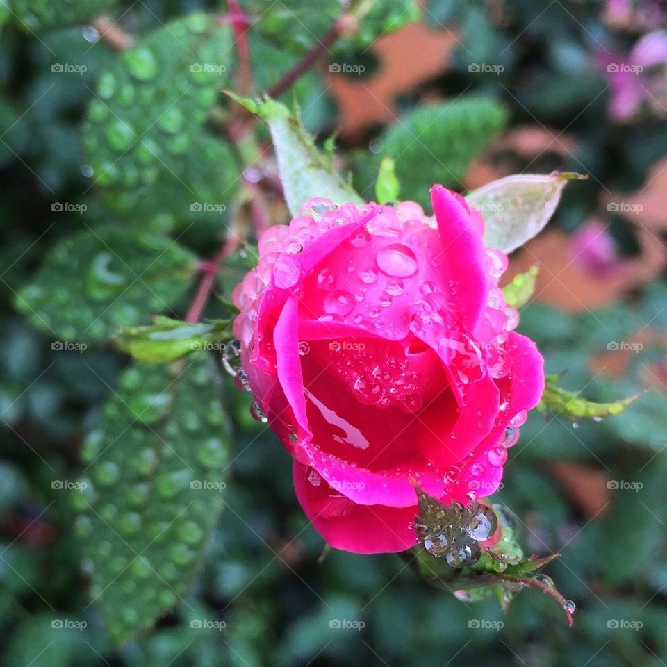 Wet Magenta Rose