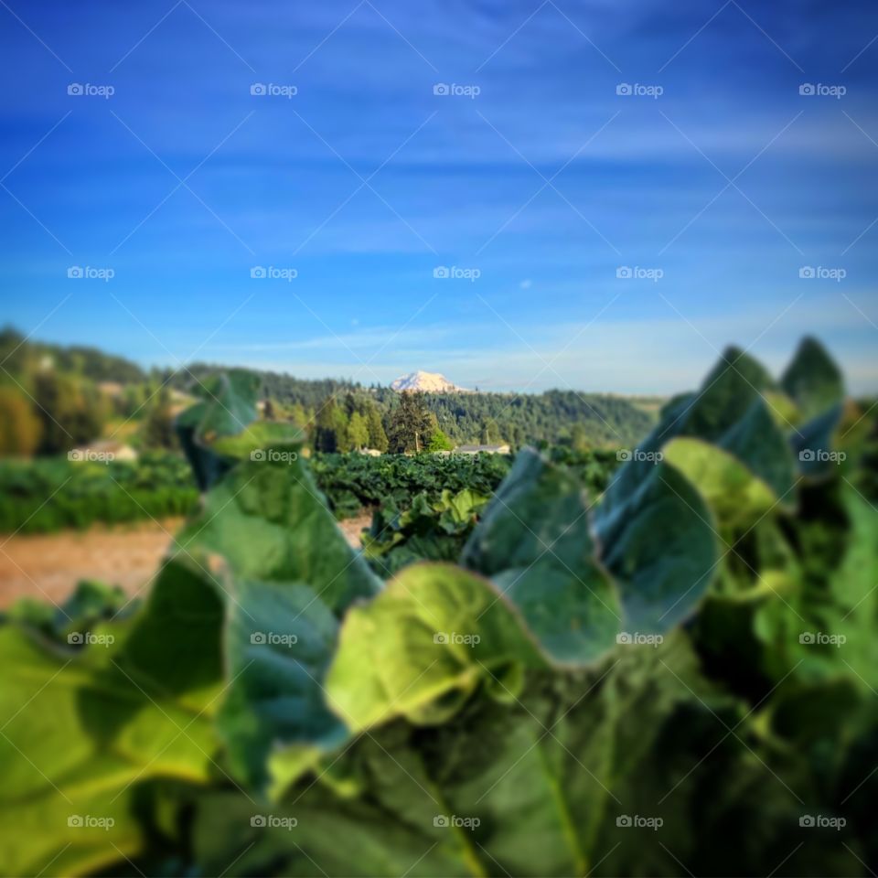 My Rainer playing peek a boo in the rhubarb field 