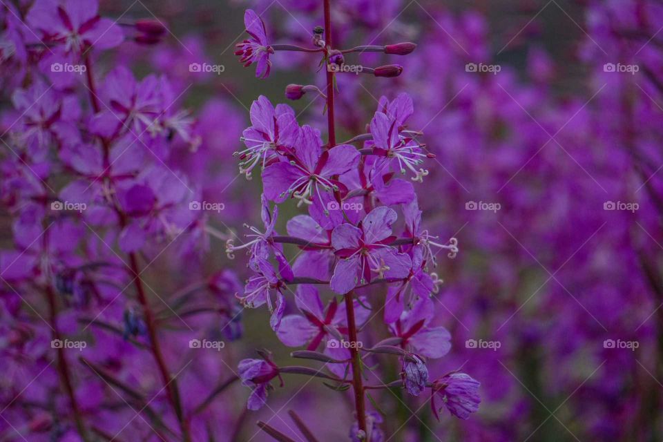 Flower, Nature, No Person, Flora, Petal