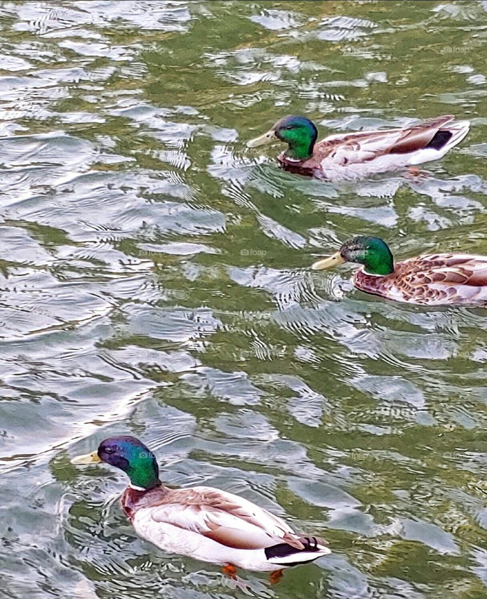 Three Mallard Ducks!