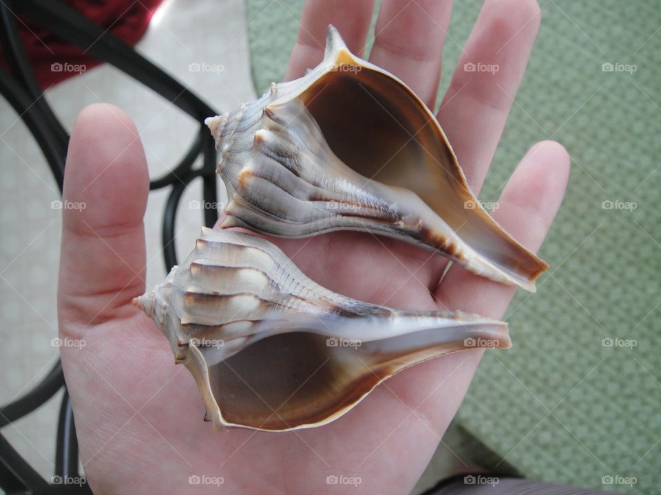 ~iKandiPhotography~ Sea Shells 