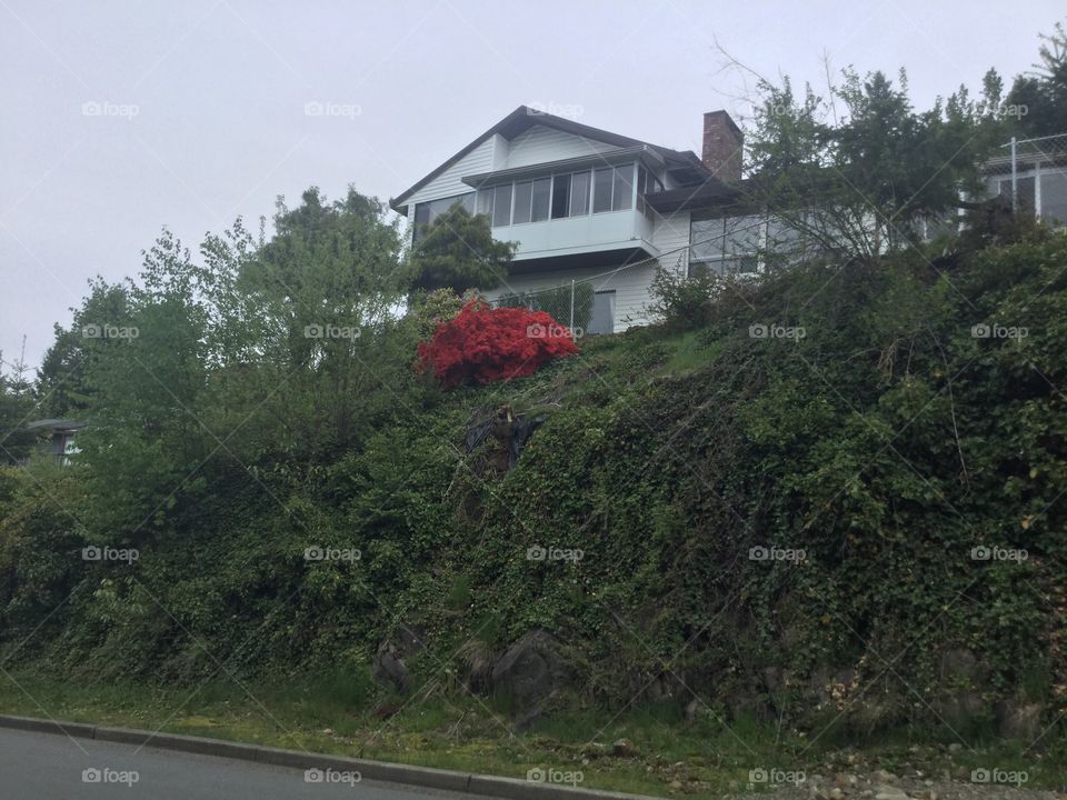 Bright Red Rhododendrons among the Green Vines in the Garden 