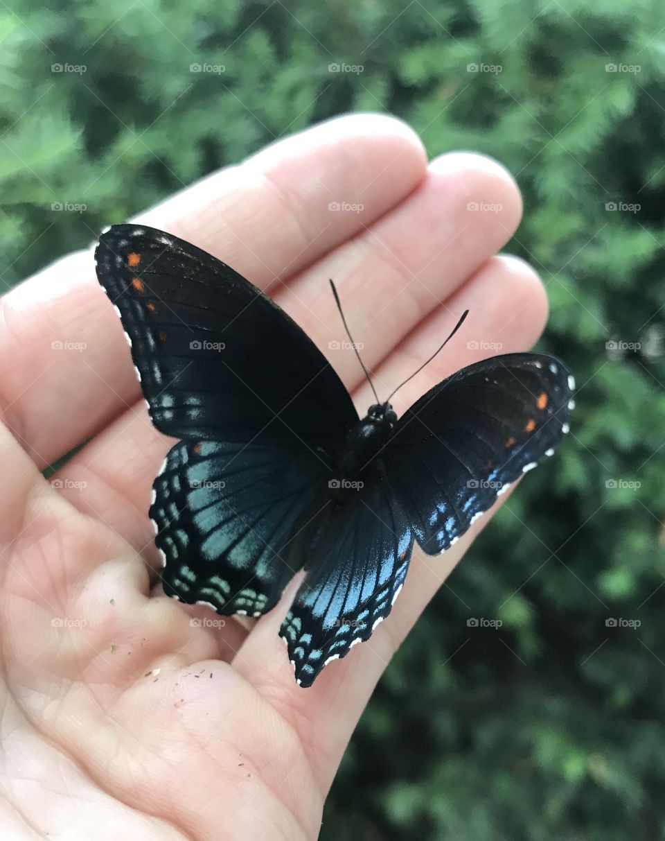 Any day spent with butterflies is a beautiful day indeed. 