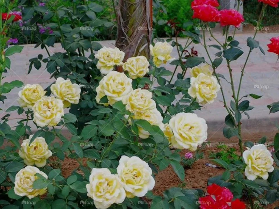 flowers
