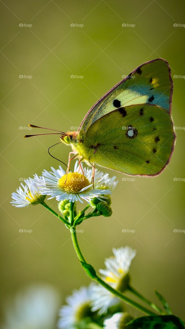Super butterfly is sucking nectar from flowers.