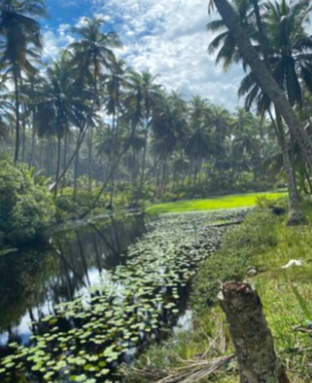 beautiful forest