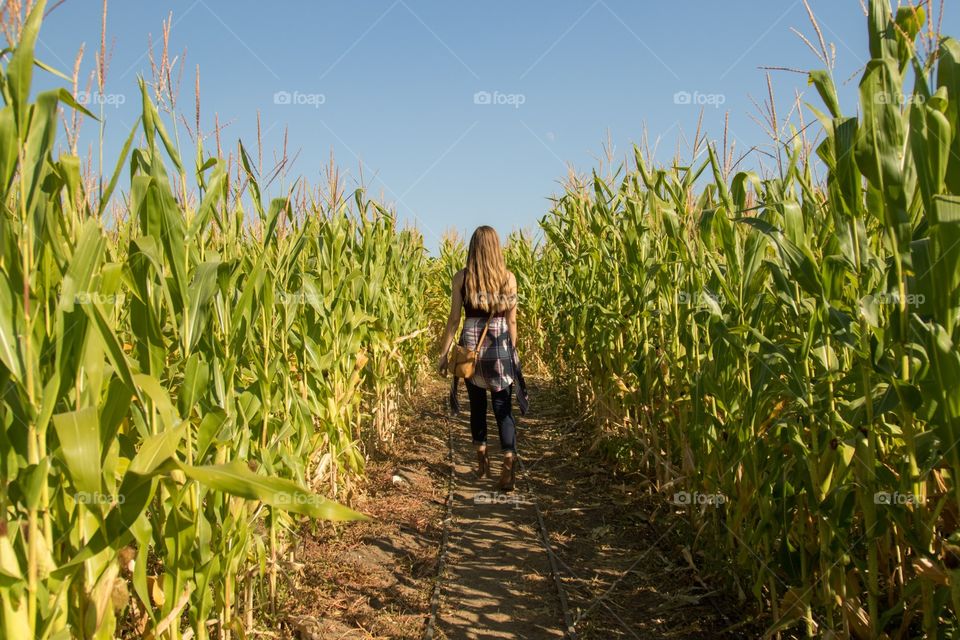 Cereal, Corn, Field, Farm, Agriculture