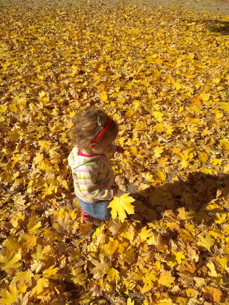 little girl on a background of yellow maple leaves