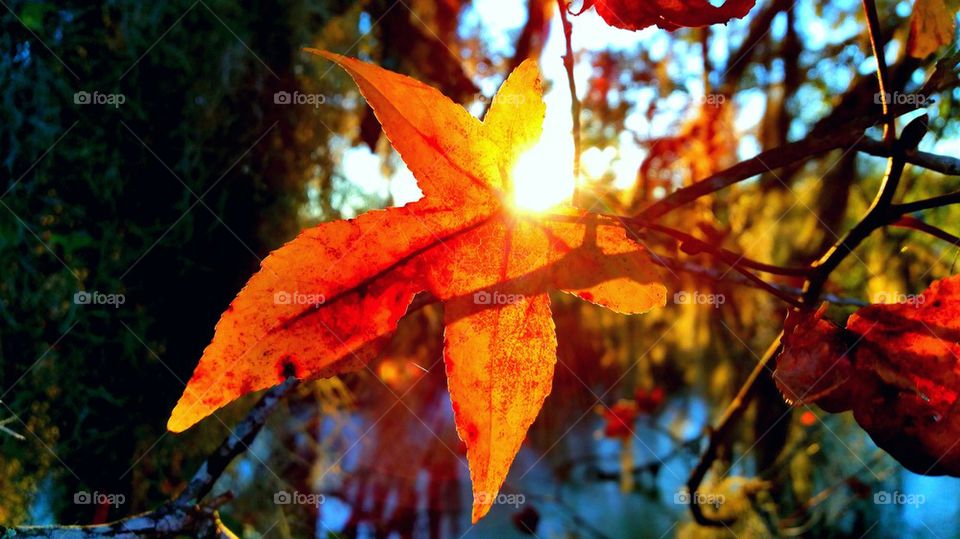Sunlight on autumn leaf