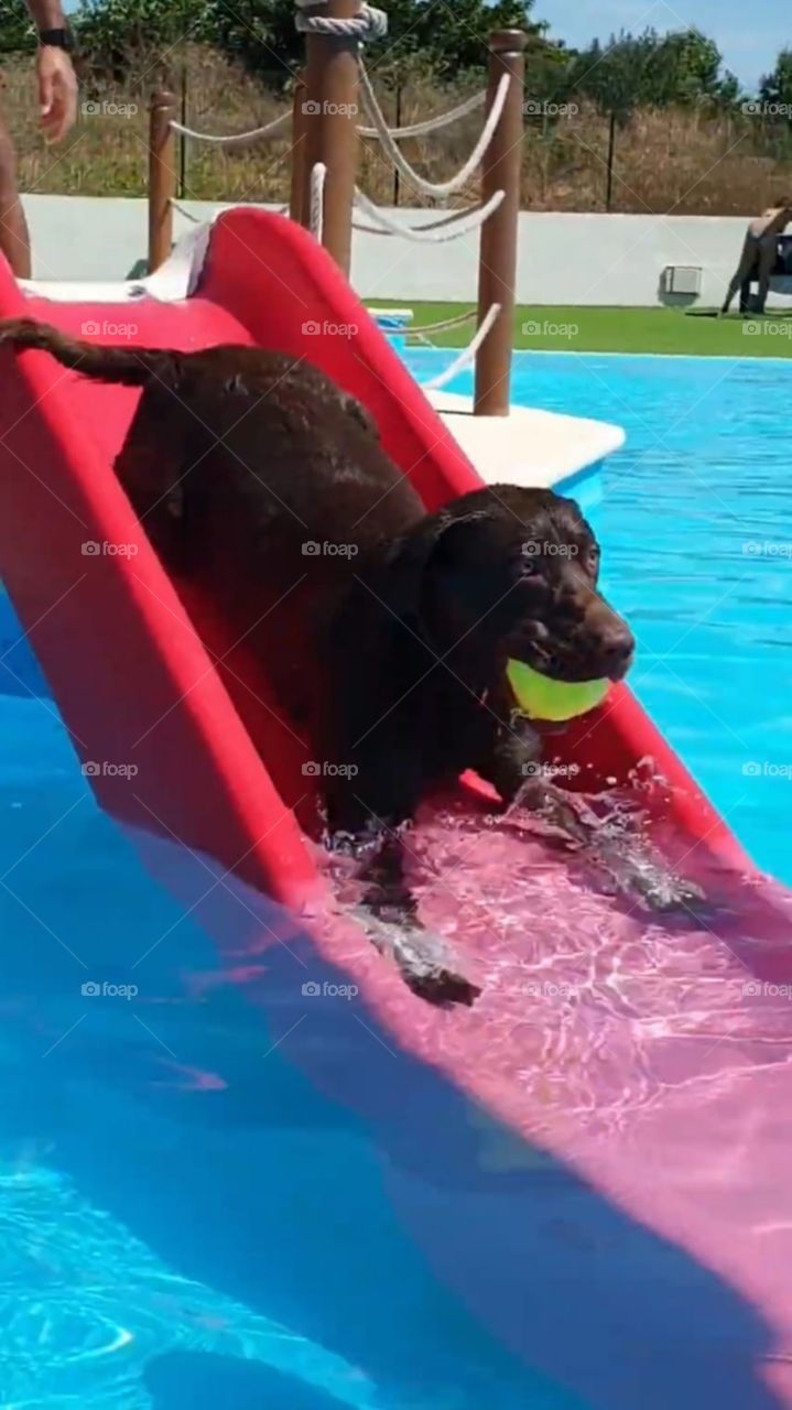 Labrador#dog#puppy#playing#water#ball#pool#happy