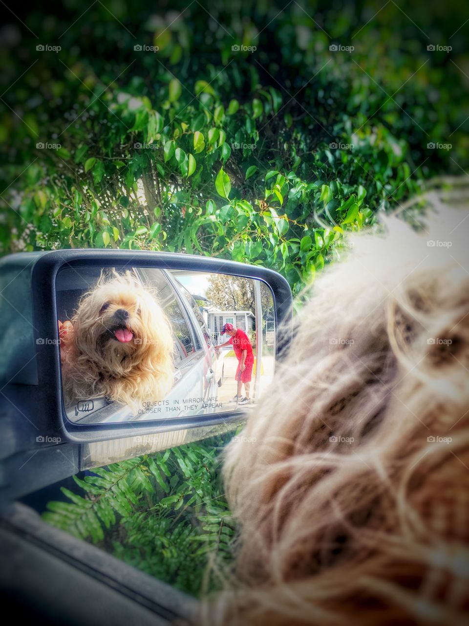Dog looking in mirror